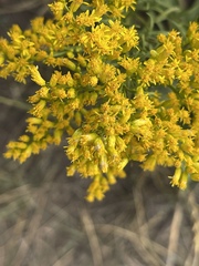 Solidago missouriensis