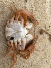 Polybius henslowii