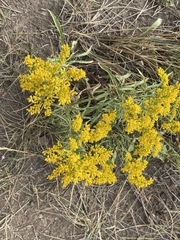 Solidago missouriensis