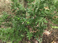 Ruscus aculeatus