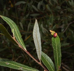 Euura californica