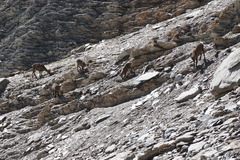 Capra ibex