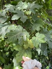 Acer macrophyllum