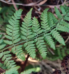 Dryopteris guanchica