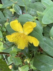 Hypericum calycinum