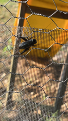 Gryllus pennsylvanicus