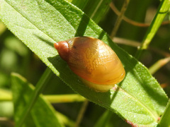 Succineidae