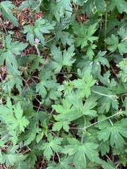Geranium sibiricum