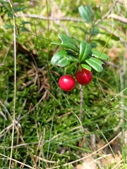 Vaccinium vitis-idaea