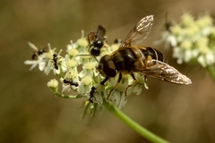 Eristalis pertinax