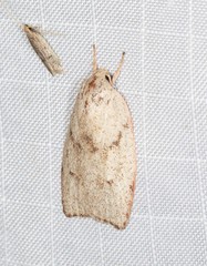 Euchaetis rhodochila