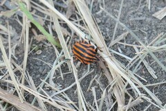 Graphosoma italicum