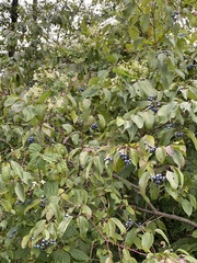 Cornus sanguinea