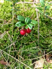 Vaccinium vitis-idaea