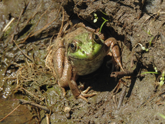 Lithobates clamitans