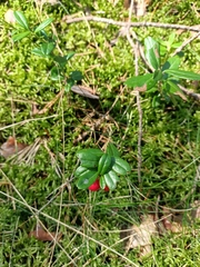Vaccinium vitis-idaea
