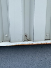 Araneae