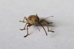 Curculio elephas