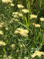 Brickellia eupatorioides