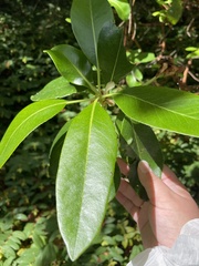 Arbutus menziesii