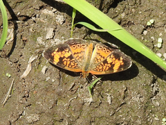Phyciodes cocyta
