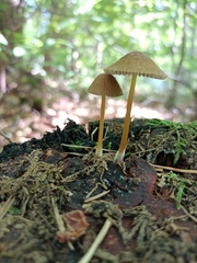 Fungi