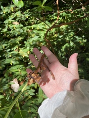 Arbutus menziesii