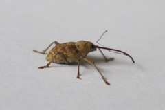 Curculio elephas