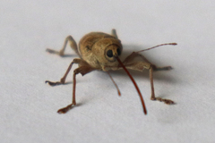 Curculio elephas