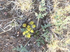 Cymopterus