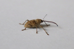 Curculio elephas