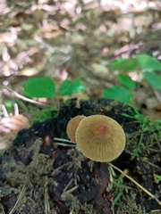 Fungi