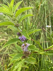 Mentha canadensis