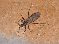 Oncocephalus