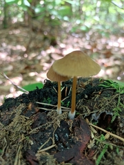Fungi