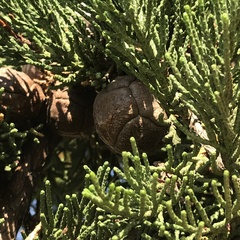 Cupressus