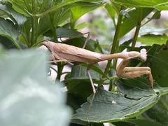 Stagmomantis limbata