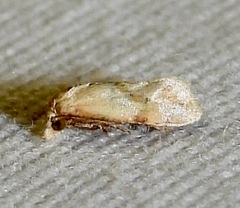 Platphalonidia magdalenae