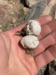 Lycoperdon marginatum