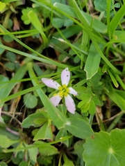 Sabatia calycina