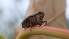 Issus coleoptratus