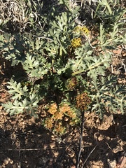 Cymopterus