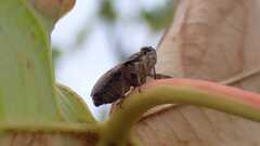 Issus coleoptratus