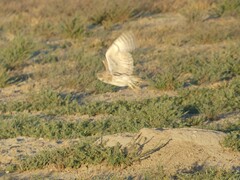 Athene cunicularia