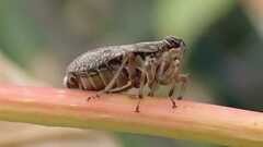 Issus coleoptratus