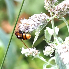 Volucella zonaria