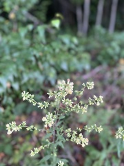 Solidago bicolor