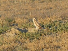 Athene cunicularia