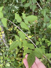 Rubus ursinus
