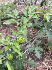 Physalis hederifolia